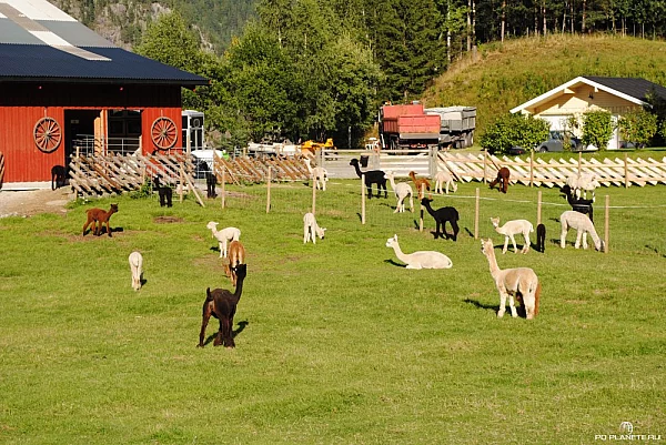 Ферма для выращиваня альпаков