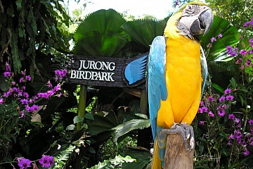 Сингапур: зоопарк, парк птиц и остров Сентоса