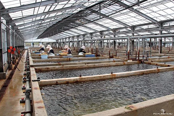 Ферма по выращиванию морского винограда Уми-будо