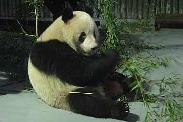 Прогулки по Шанхаю. Зоопарк