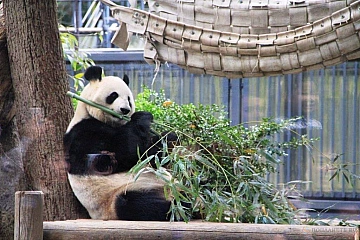 Зоопарк Уэно в Токио