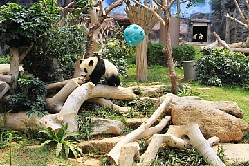 Павильон Большой Панды в Макао